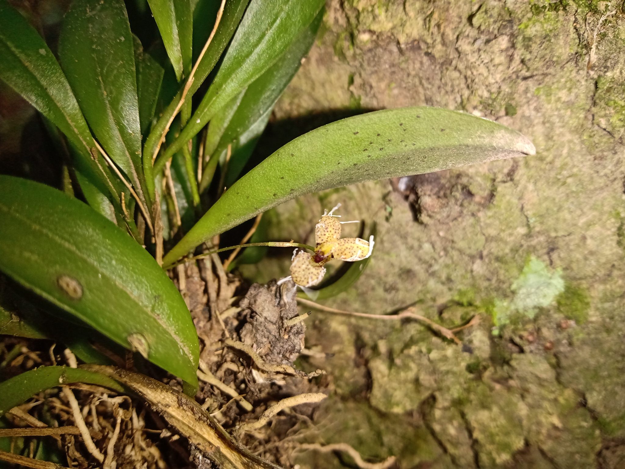 Stelis ornata